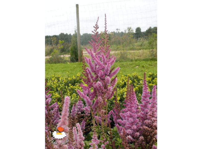 Astilbe chinensis var. taquetii